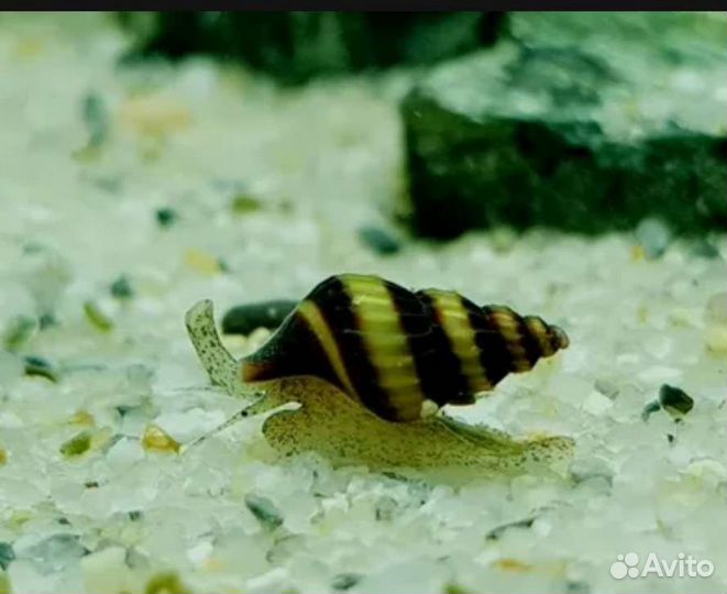 Улика Хелена