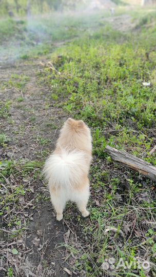 Немецкий шпиц вязка