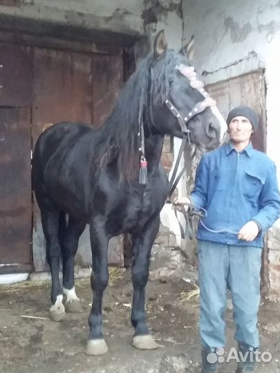 Продаётся жеребец