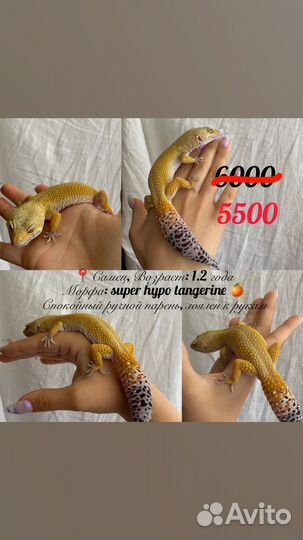 Геккон эублефар
