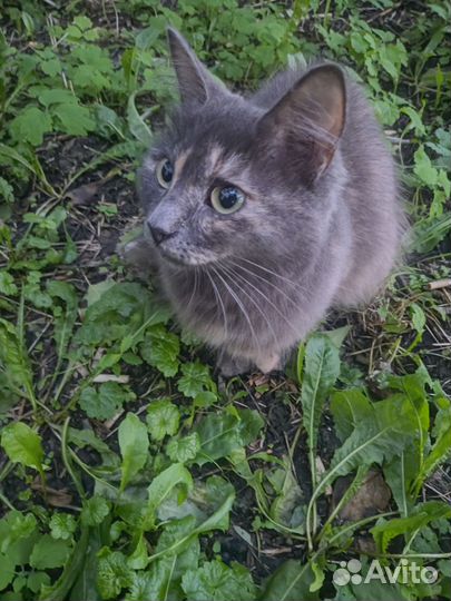 Кошки в добрые руки