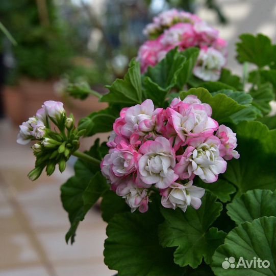 Пеларгония герань April snow черенок