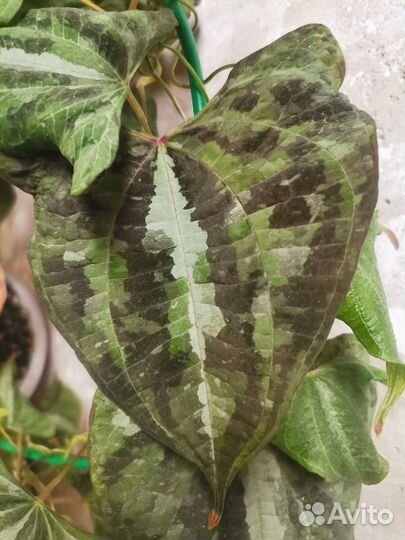 Комнатные цветы