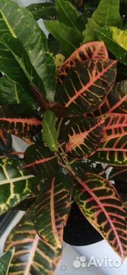 Кодиеум кротон