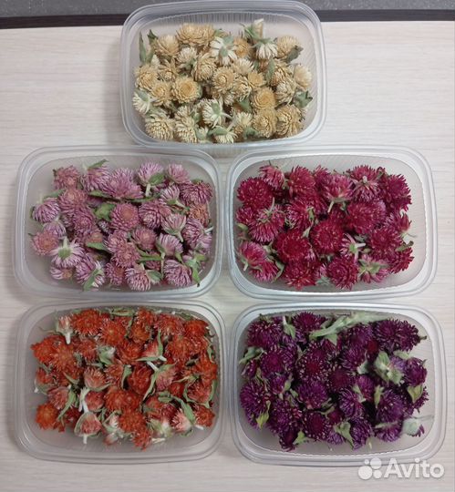 Сухоцветы Гомфрена