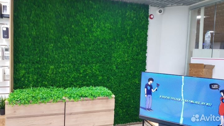 Мох стабилизированный оптом и в розницу