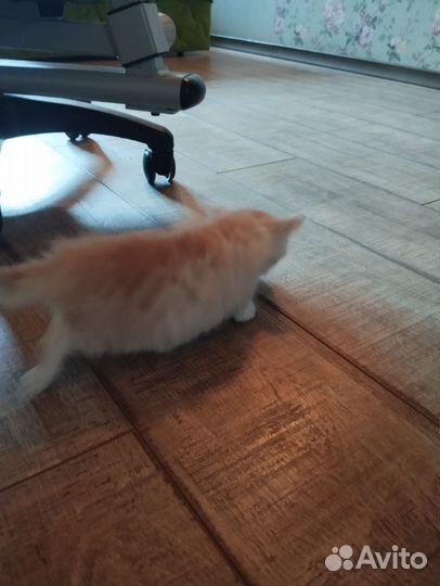 Бело рыжий котенок