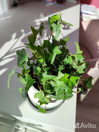 Плющ хедера