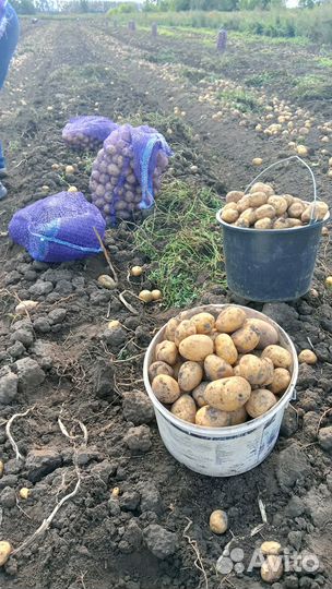 Продовольственный картофель сорт Галла