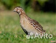 Перепел, клетки и инкубационное яйцо