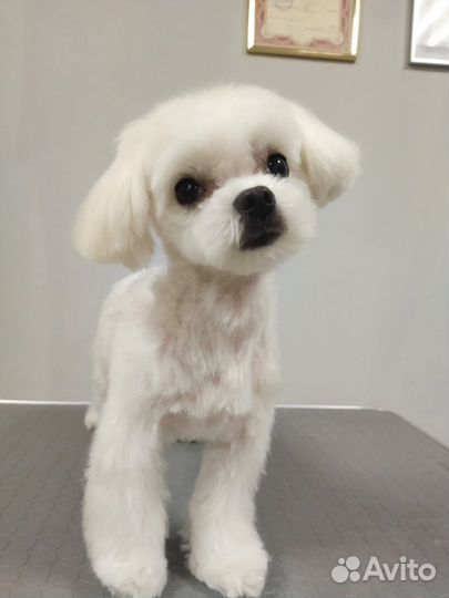 Вязка мальтезе кобель