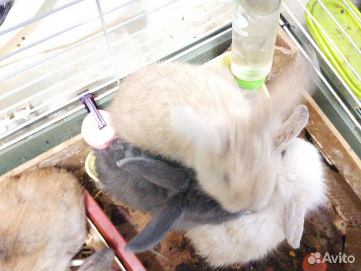 Клетка для грызунов бу