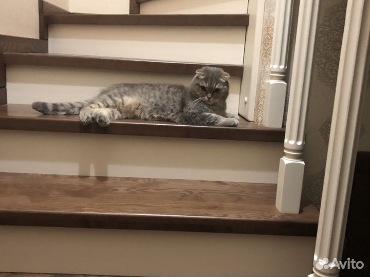 Отдам кошку в добрые руки