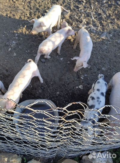 Продаю поросят возраст 40 дней