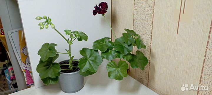 Пеларгония герань