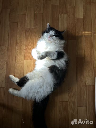 Передержка животных на время отпуска