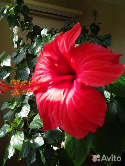 Гибискус
