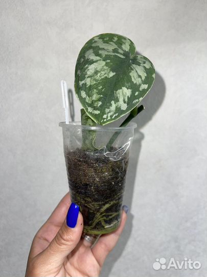 Маранта Бьюти Ким, Сциндапсус треби, Дисхидия