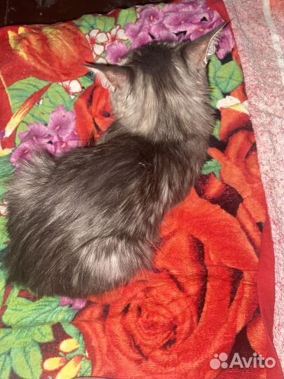 Кошка в дар бесплатно