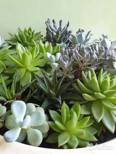 Суккуленты садик в керамическом горшке