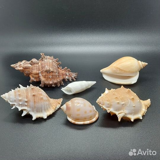 Набор морских раковин