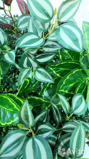 Фитокартина