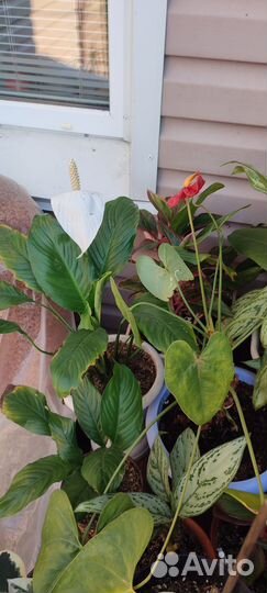 Цветы и аквариумные растения