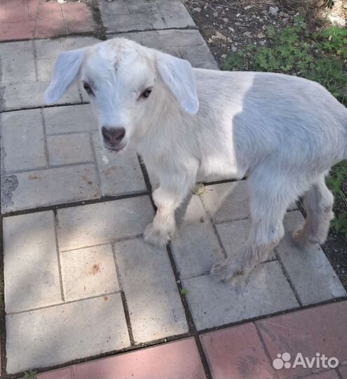 Коза дойная
