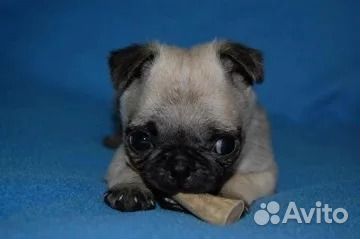 Рога оленя для собак, лакомство для собак