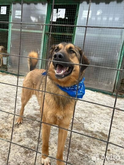 Самый ласковый пёсик в приюте