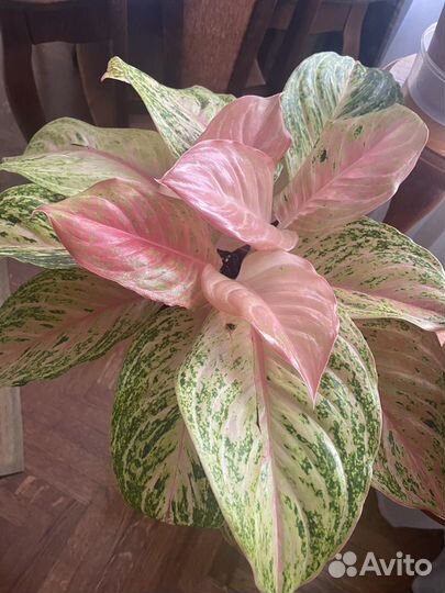 Аглаонема Бидадари