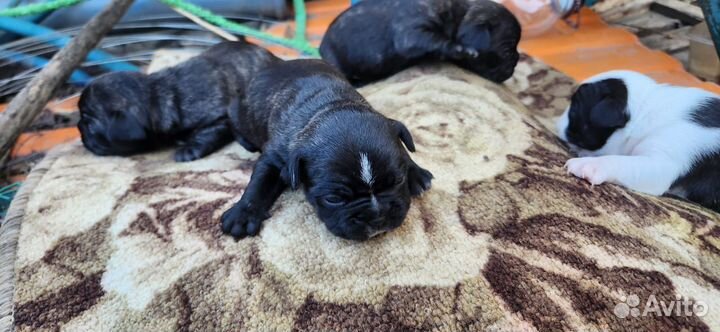 Собачки маленькие