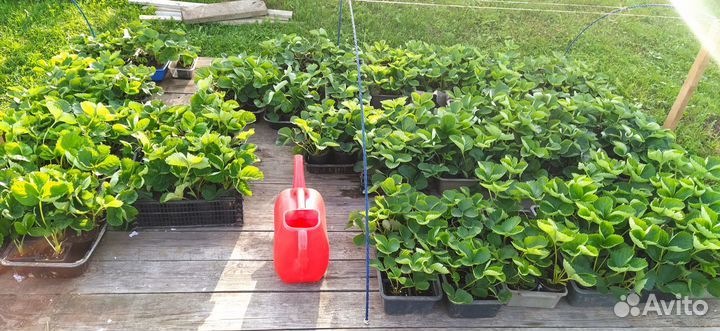 Рассада сортовой клубники