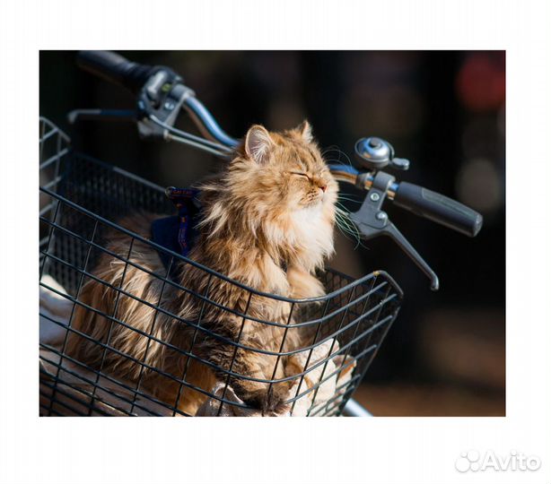 Велоперевозка котов