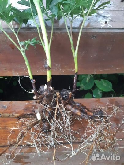 Пион Барцелла.Желтый цвет