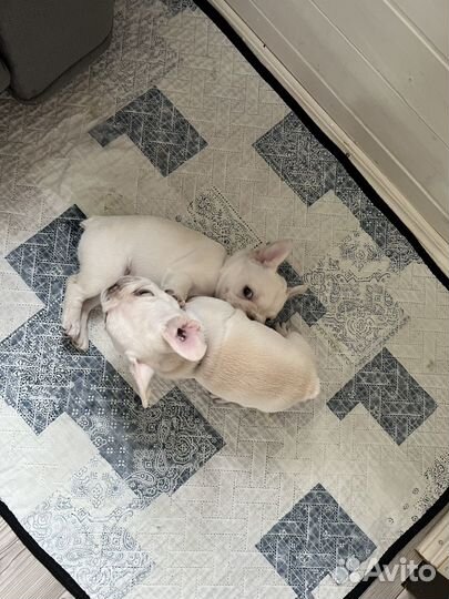 Щеночки французские бульдоги