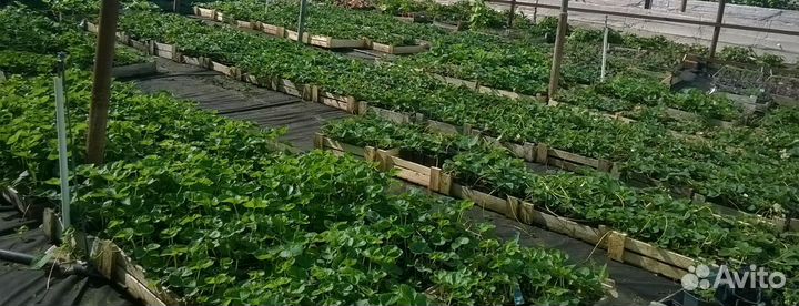 Растения. Продаю саженцы клубники