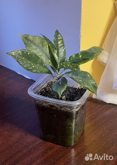 Кротон и другие растения