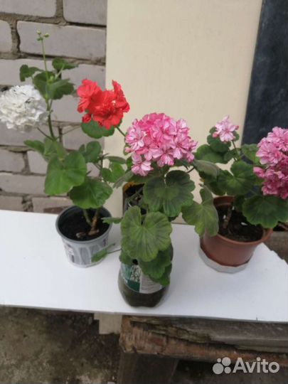 Герани, хавортии, бегонии