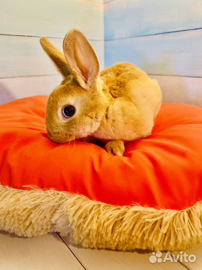 Кролик карликовый рекс