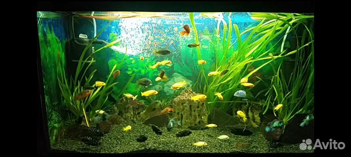 Аквариум 100 литров