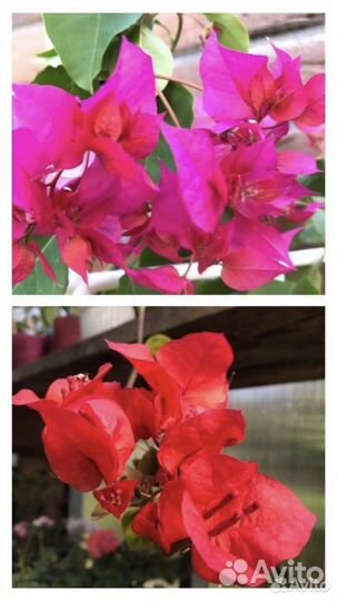 Бугенвиллия много сортов