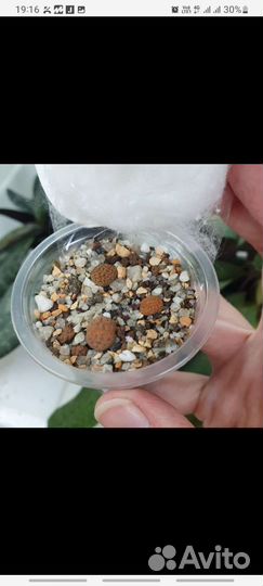 Литопсы, живые камни