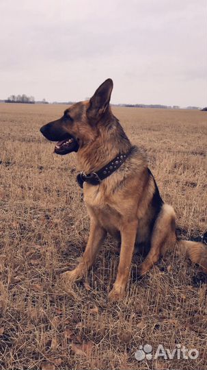 Немецкая овчарка вязка