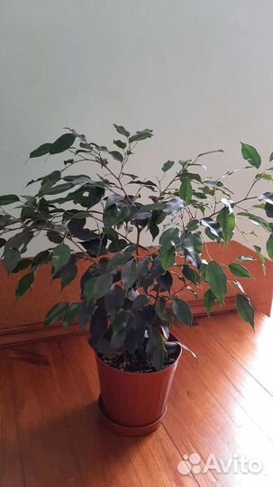 Фикус бенджамина