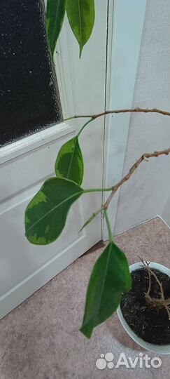Фикус бенджамина
