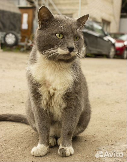 Кошки в добрые руки бесплатно