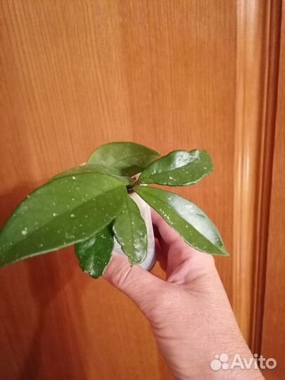 Хойя(восковой плющ)