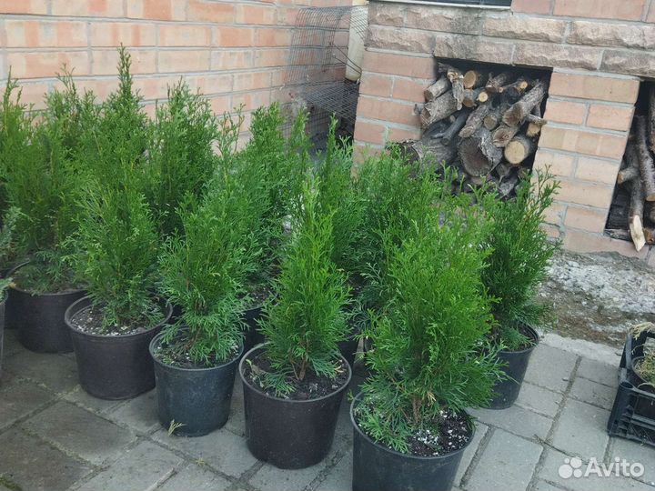 Можжевельник