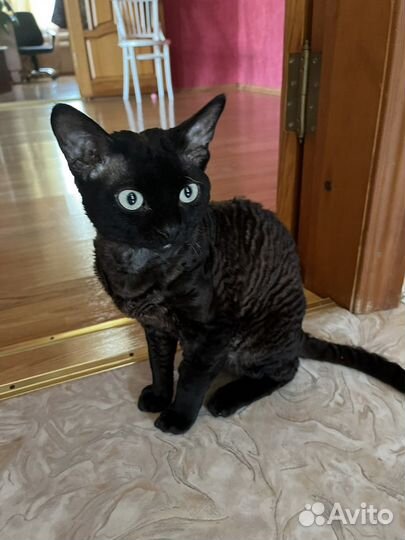 Девон-рекс вязка